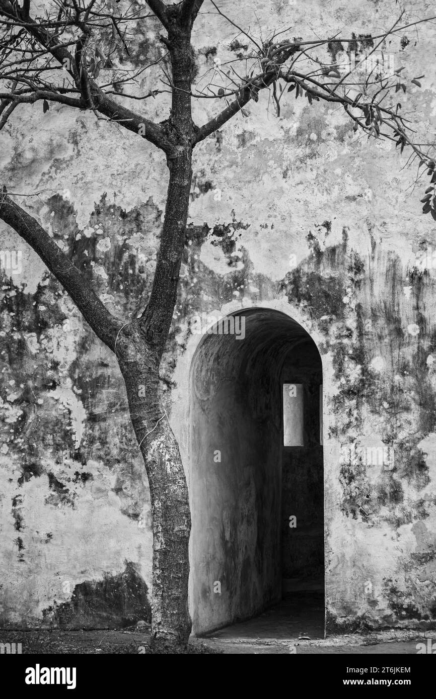 San Juan de Ulua, Veracruz, Messico, porta e albero, dettaglio, moody Foto Stock