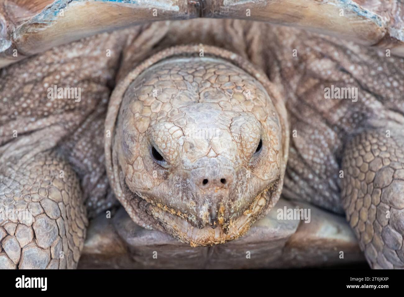 Primo piano del volto di una tartaruga sulcata carina, grande e bella Foto Stock