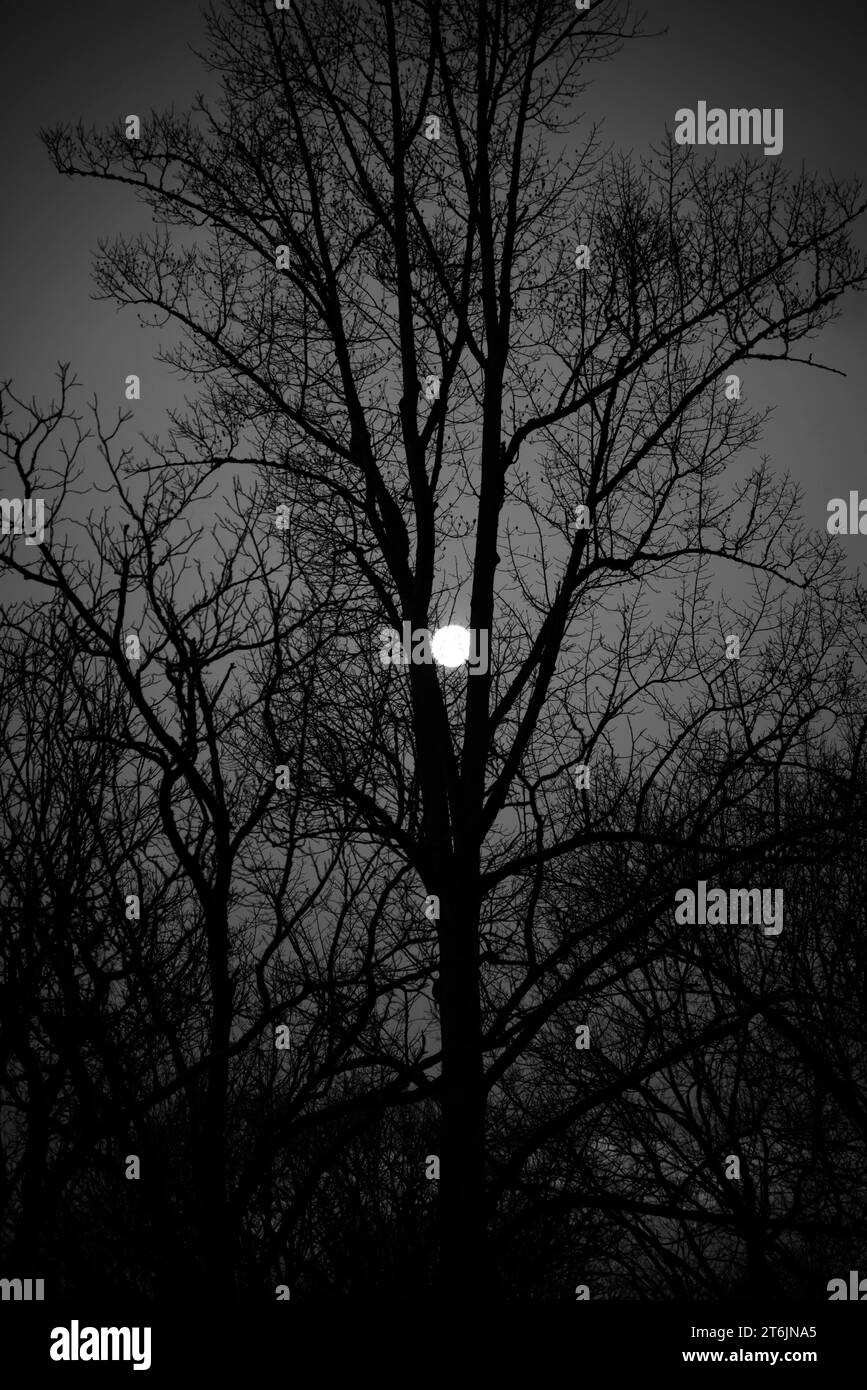 A tema Halloween, bianco e nero con bagliore di luna sulla foresta di silhouette Foto Stock