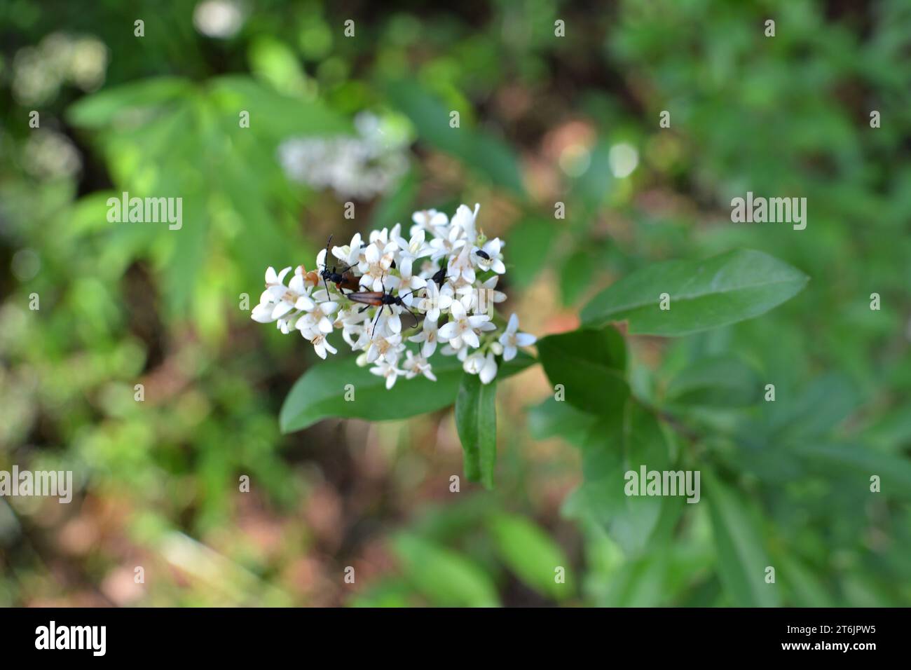 In primavera fiorisce in natura il privet ordinario (ligustrum vulgare) Foto Stock