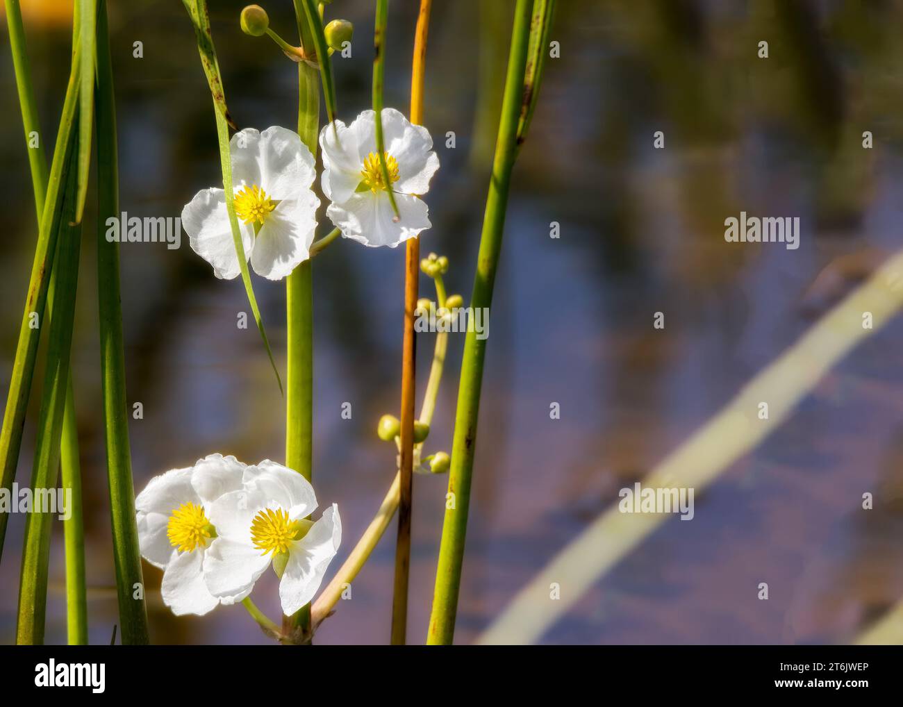 Fioriture bianche di fiori selvatici che crescono nella Chippewa National Forest, Minnesota settentrionale USA Foto Stock