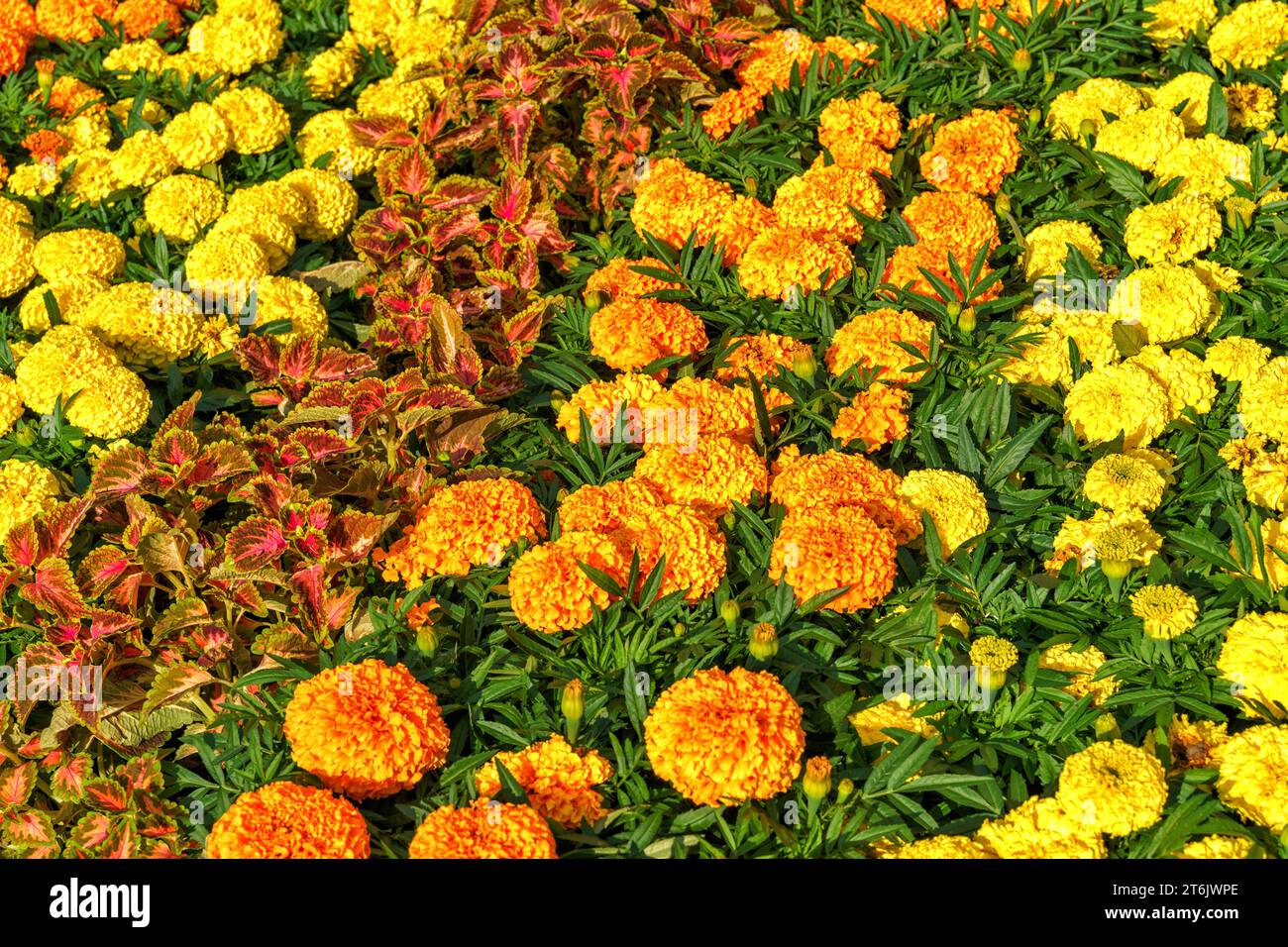 Estate in campagna. Piante e fiori nel giardino di una casa di campagna. Foto Stock