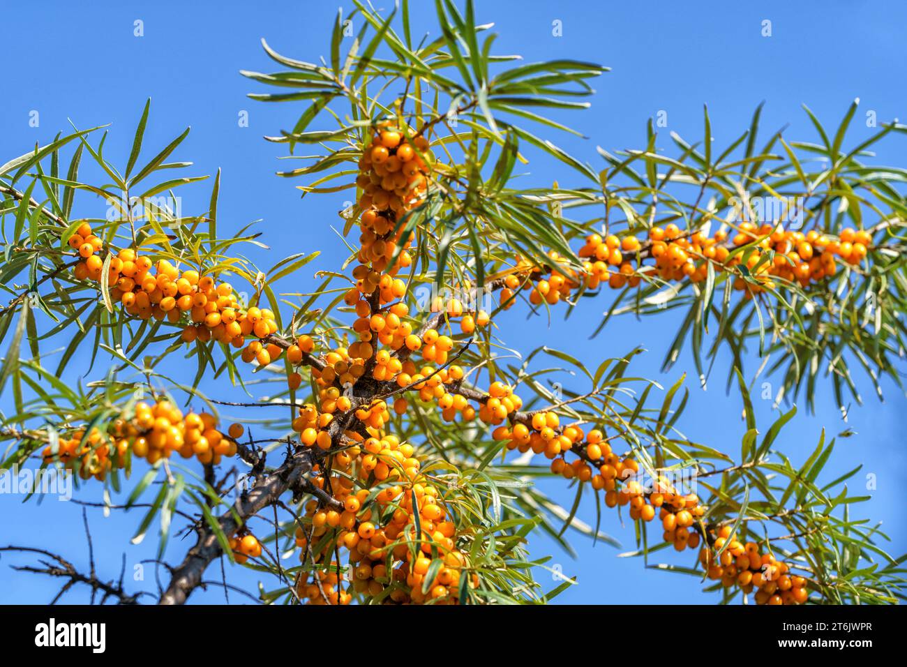 Mazzi di spinoso giallo su un albero contro un cielo blu autunnale. Foto Stock