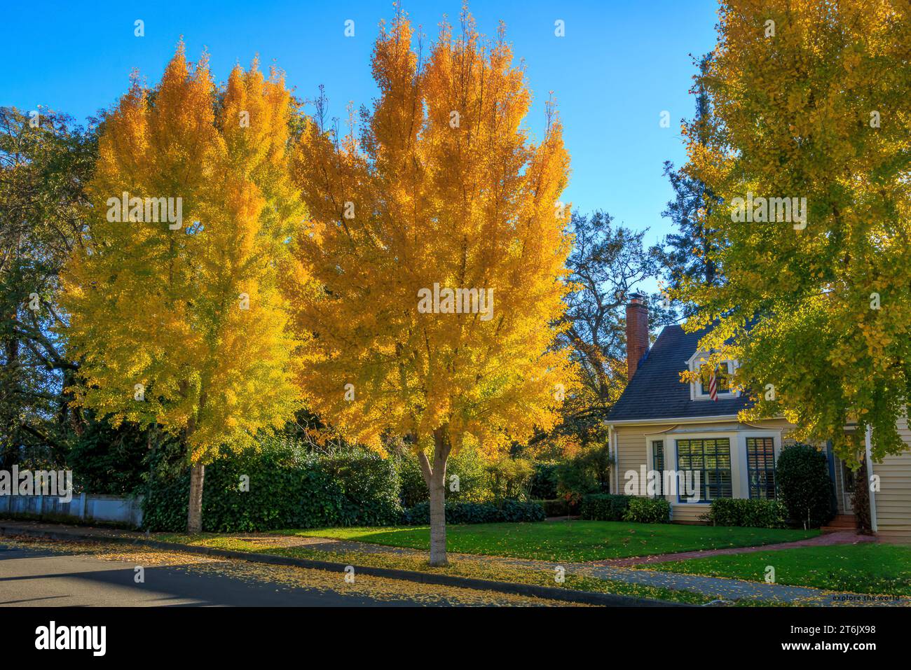 2 alberi di gingko sono nel loro giallo autunnale. Sono di fronte a una casa con un prato verde e un cielo blu. Un terzo gingko sta diventando giallo. Foto Stock