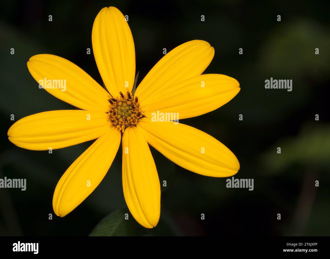 Wild Yellow Sunflower Growing macro Growing in the Chippewa National Forest, Minnesota settentrionale USA Foto Stock