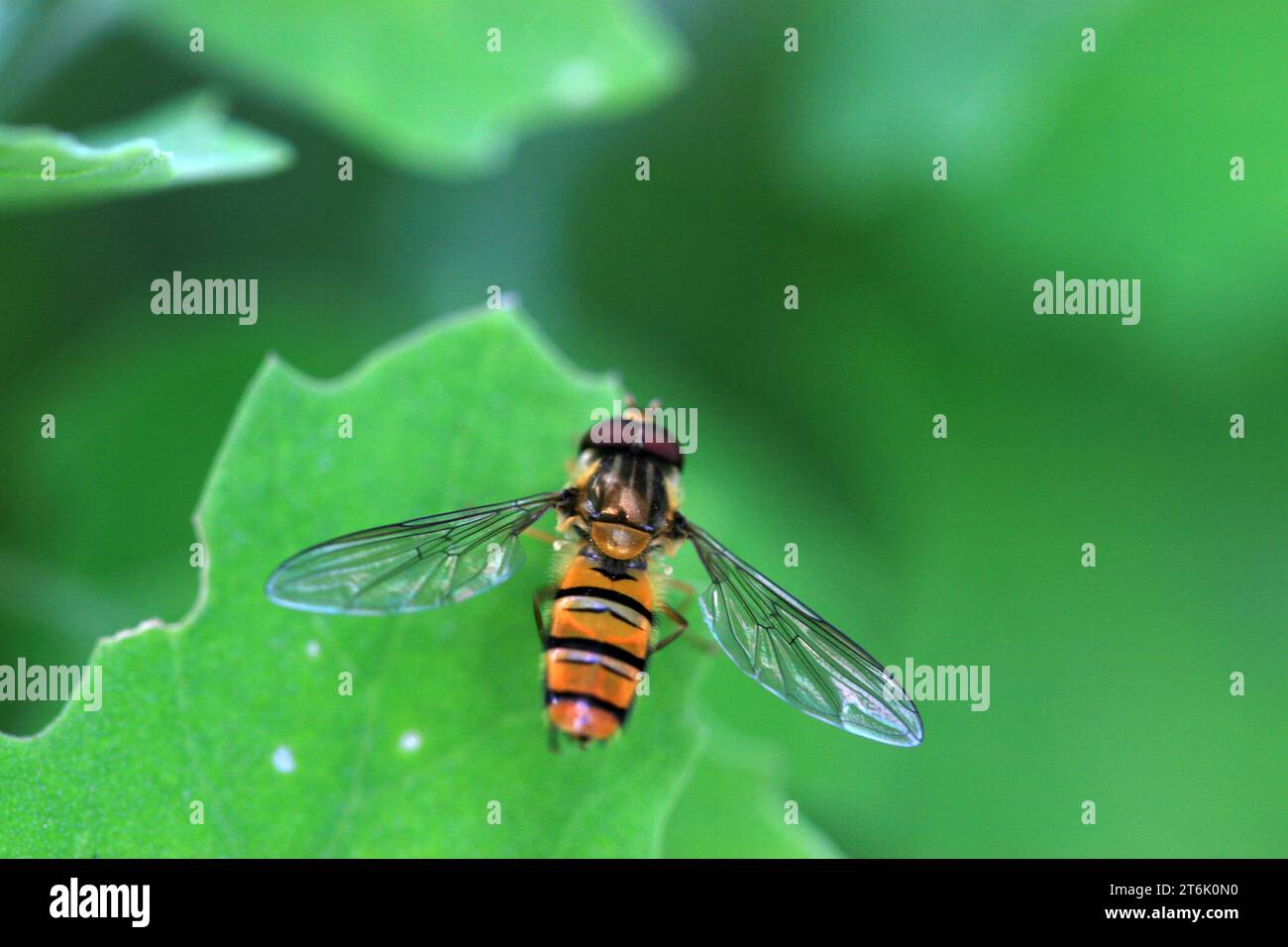 una specie di insetti chiamati scirofidi su una foglia verde Foto Stock