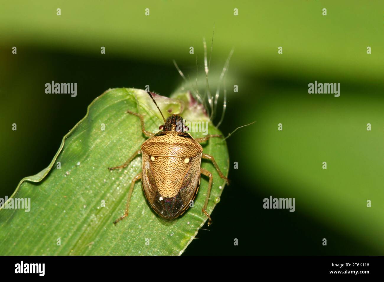 una specie di insetti stinkbug Foto Stock