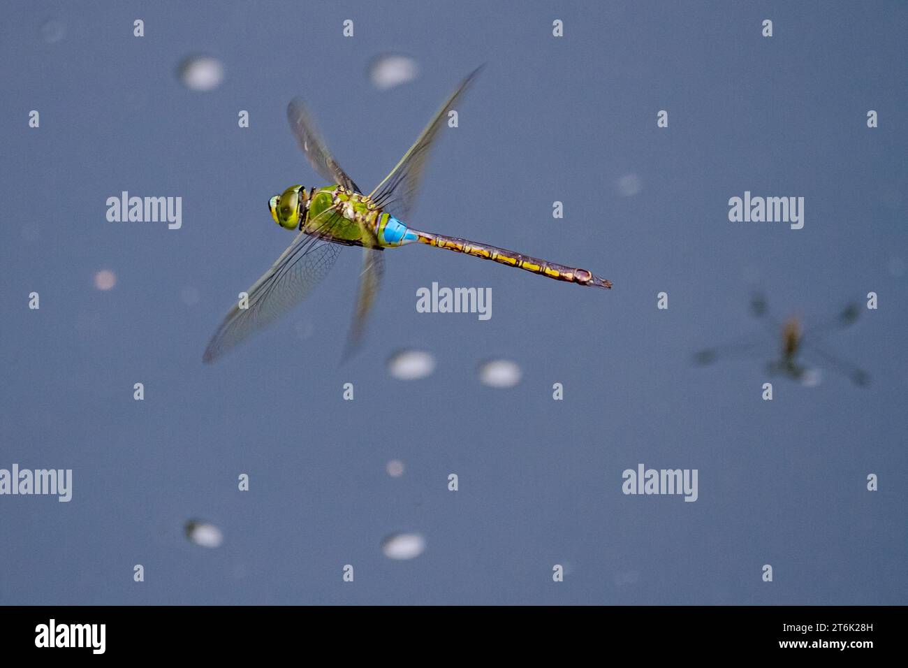 Una libellula dell'imperatore minore (Anax parthenope julius) in volo sopra l'acqua, Kanagawa, Giappone. Foto Stock