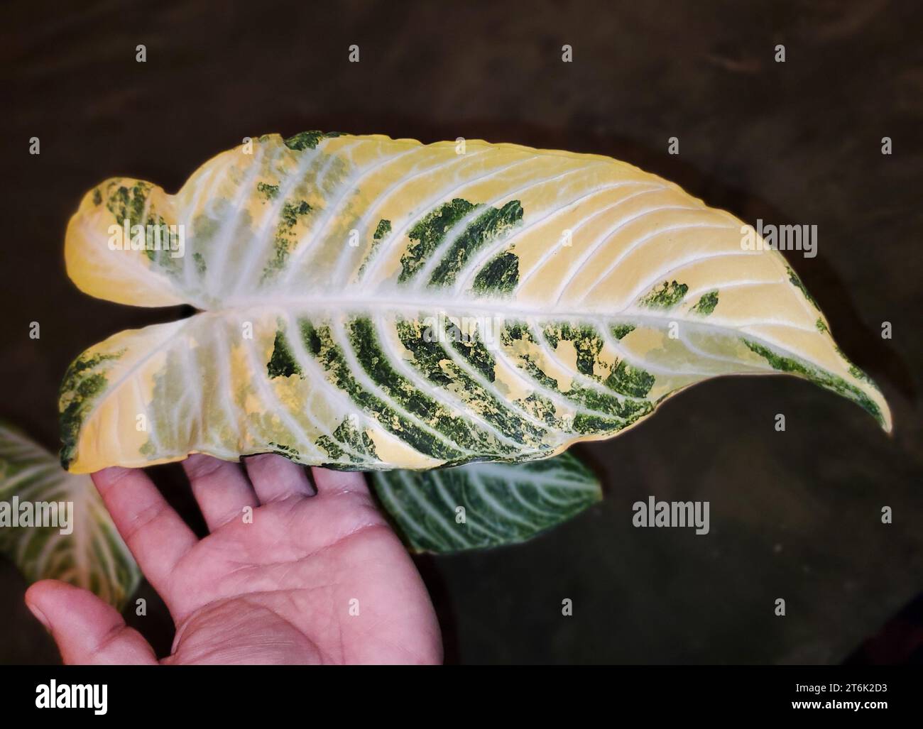 Bellissima foglia variegata gialla e verde di Xanthosoma Magnificum Aurea, una rara pianta tropicale Foto Stock