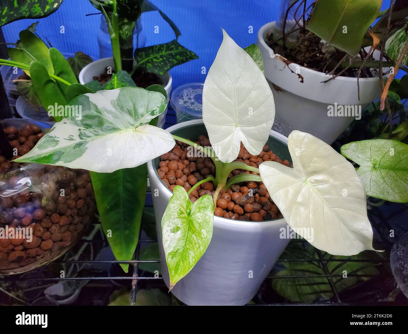 Bellissime foglie variegate bianche e verdi di Alocasia Odora Foto Stock