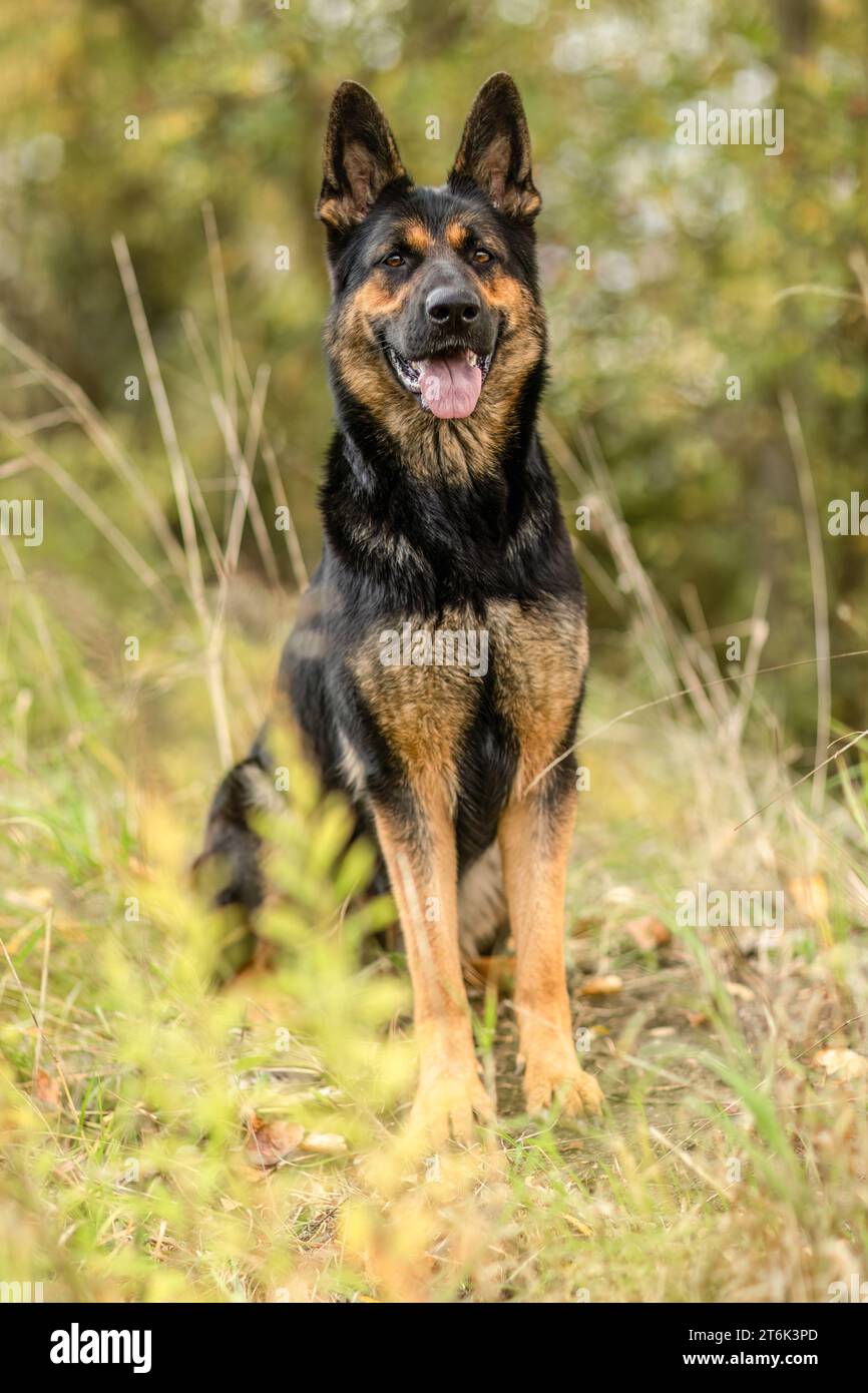 Un cane pastore tedesco in autunno all'aperto Foto Stock