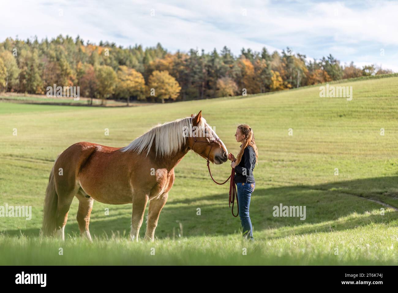 Una giovane donna e il suo noriker cavallo da tiro a sangue freddo su un prato in autunno all'aperto Foto Stock