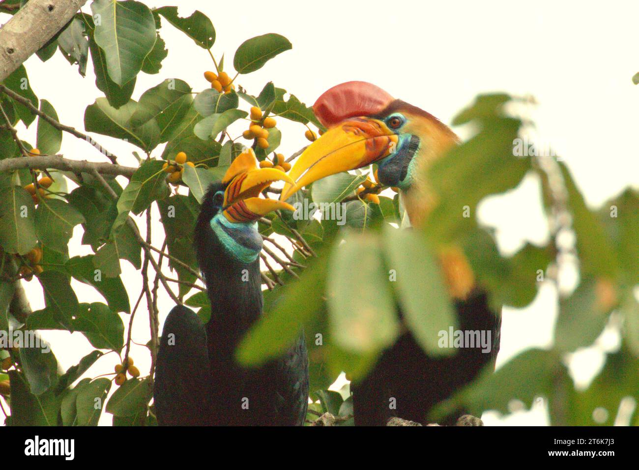 Un paio di carpini (Rhyticeros cassidix), una specie monogama con tassi di riproduzione lenti, viene fotografata mentre si fermano dal foraggiamento mentre si appollaiano su un fico fruttato, in un'area vegetata a Bitung, Sulawesi settentrionale, Indonesia. Hornbill, vulnerabile alla caccia a causa dell'alto valore della carne, delle botti e delle piume di coda ha un ruolo importante nella rigenerazione forestale e nel mantenimento di una grande densità di alberi grazie alla sua capacità di agente dispersivo di semi, mentre allo stesso tempo una foresta pluviale sana è importante nella lotta al riscaldamento globale grazie al suo ruolo di assorbimento del carbonio. Foto Stock