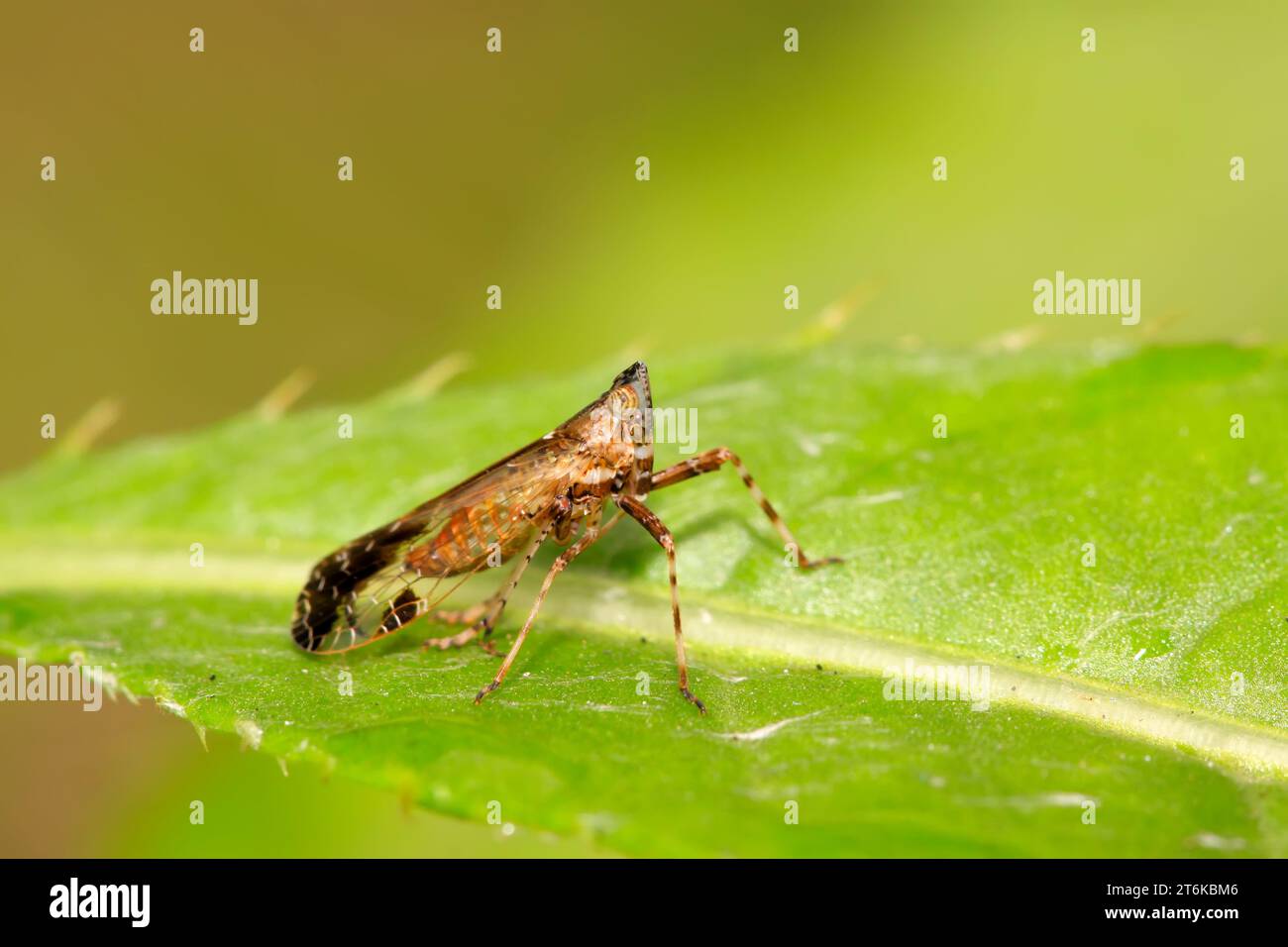 un omoptera insetti chiamato cera-cicadas su una foglia verde Foto Stock