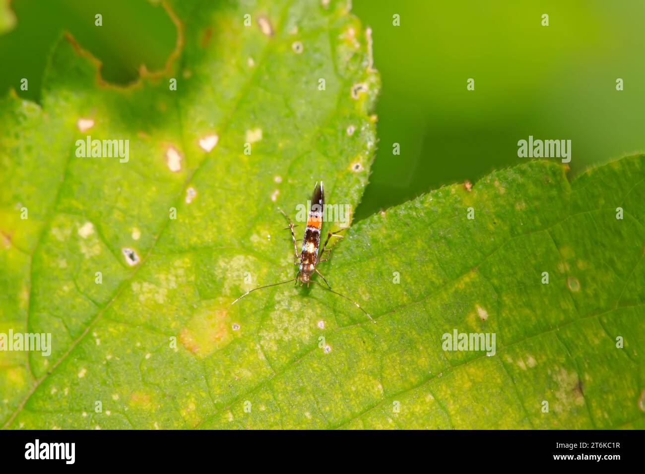 falene colorate insetti su una foglia verde Foto Stock