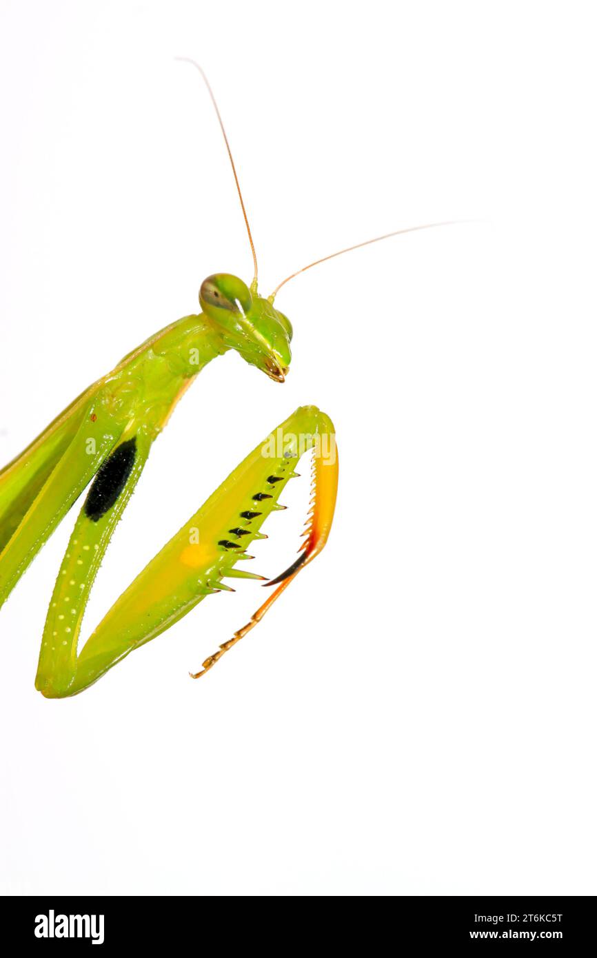 close of mantis: fotografia naturalistica Foto Stock