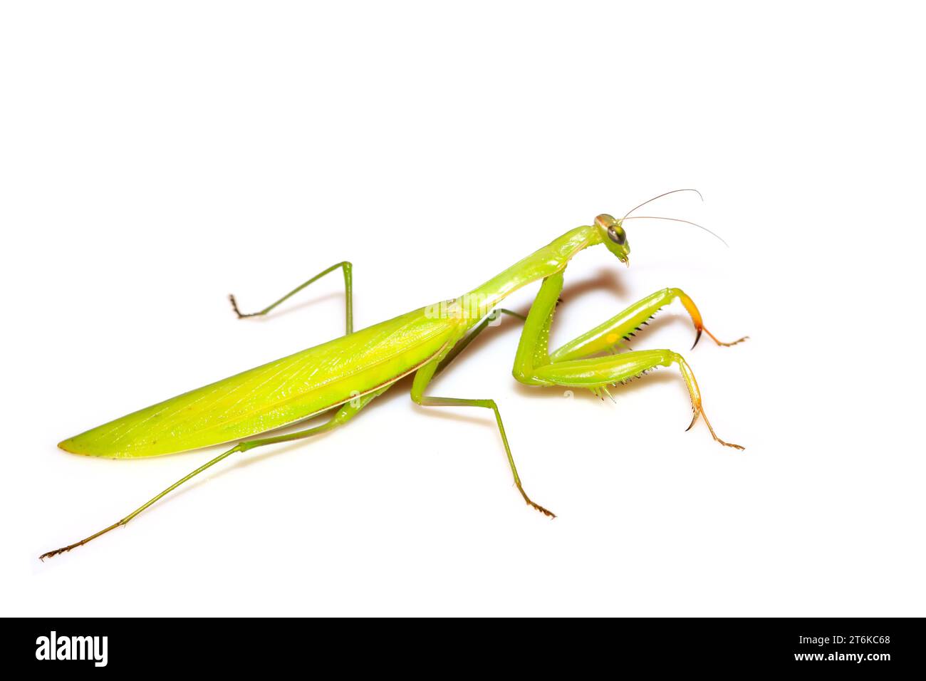 close of mantis: fotografia naturalistica Foto Stock