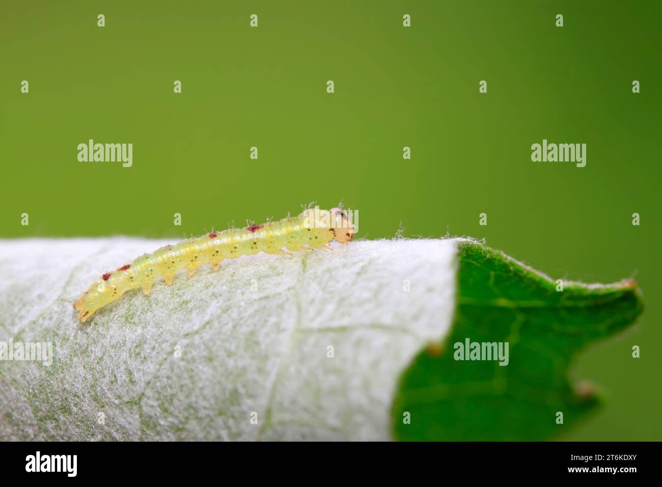 insetto su foglia verde in natura Foto Stock