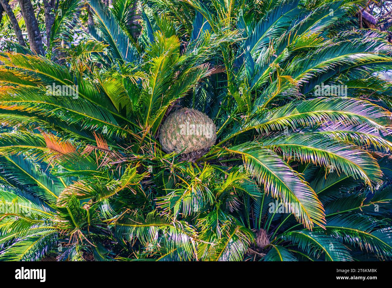HTGO Palme Artificiali per Esterni, Pianta Artificiale di Palma Tropicale con Tronco Stabile, Palma Finta per Giardino, Decorazione di Palma 2m