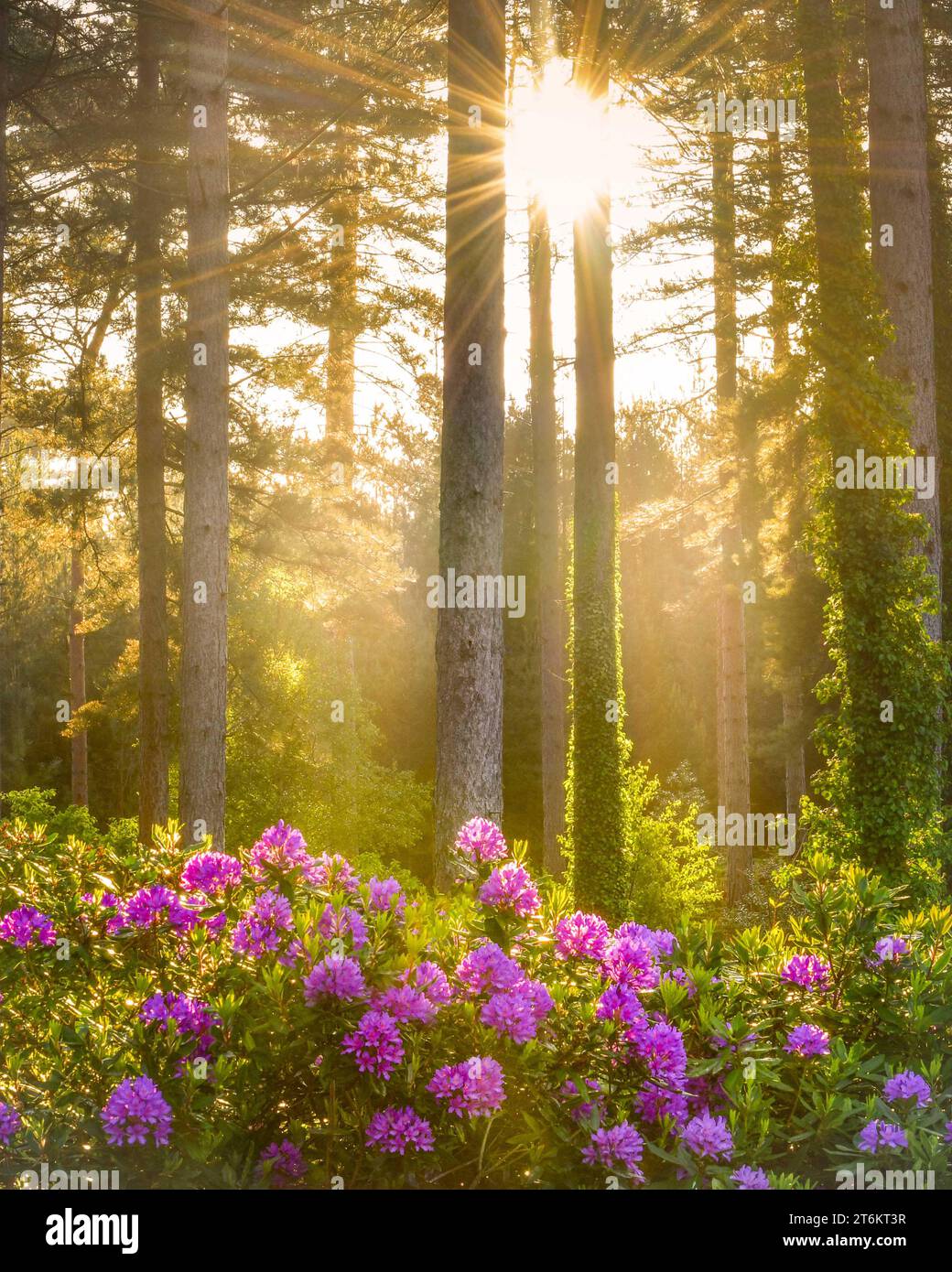 alba nel bosco con rododendri selvatici e scoppio del sole Foto Stock