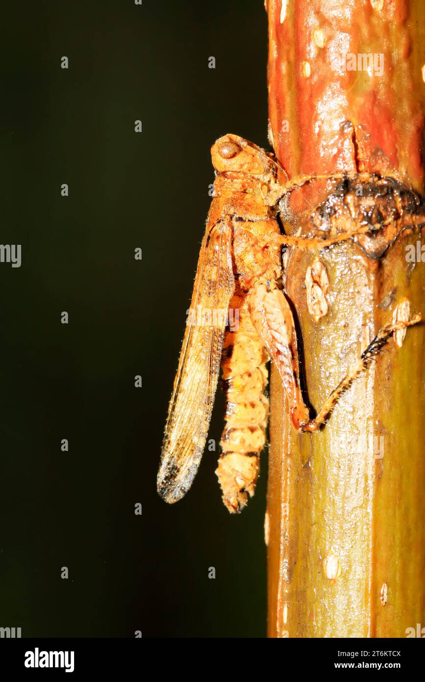 Locuste morte immagini e fotografie stock ad alta risoluzione - Alamy