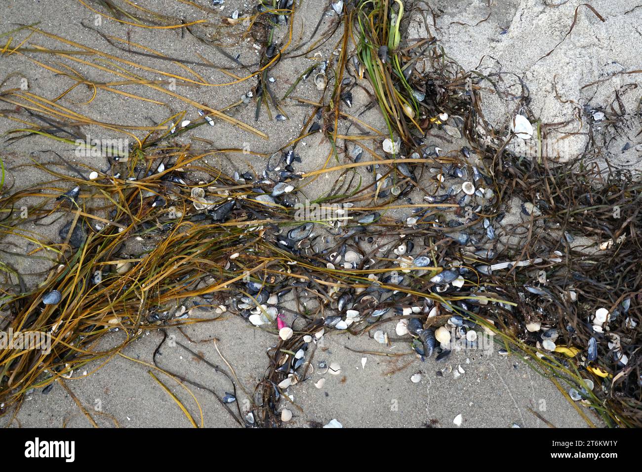 Interessanti nature morte sulla costa del Mar Baltico nel Meclemburgo-Vorpommern Foto Stock