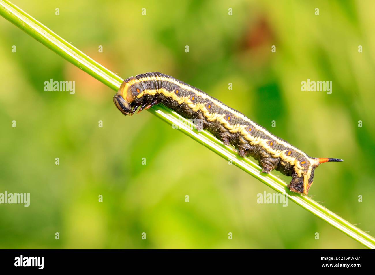larve di falco su foglia verde in natura Foto Stock