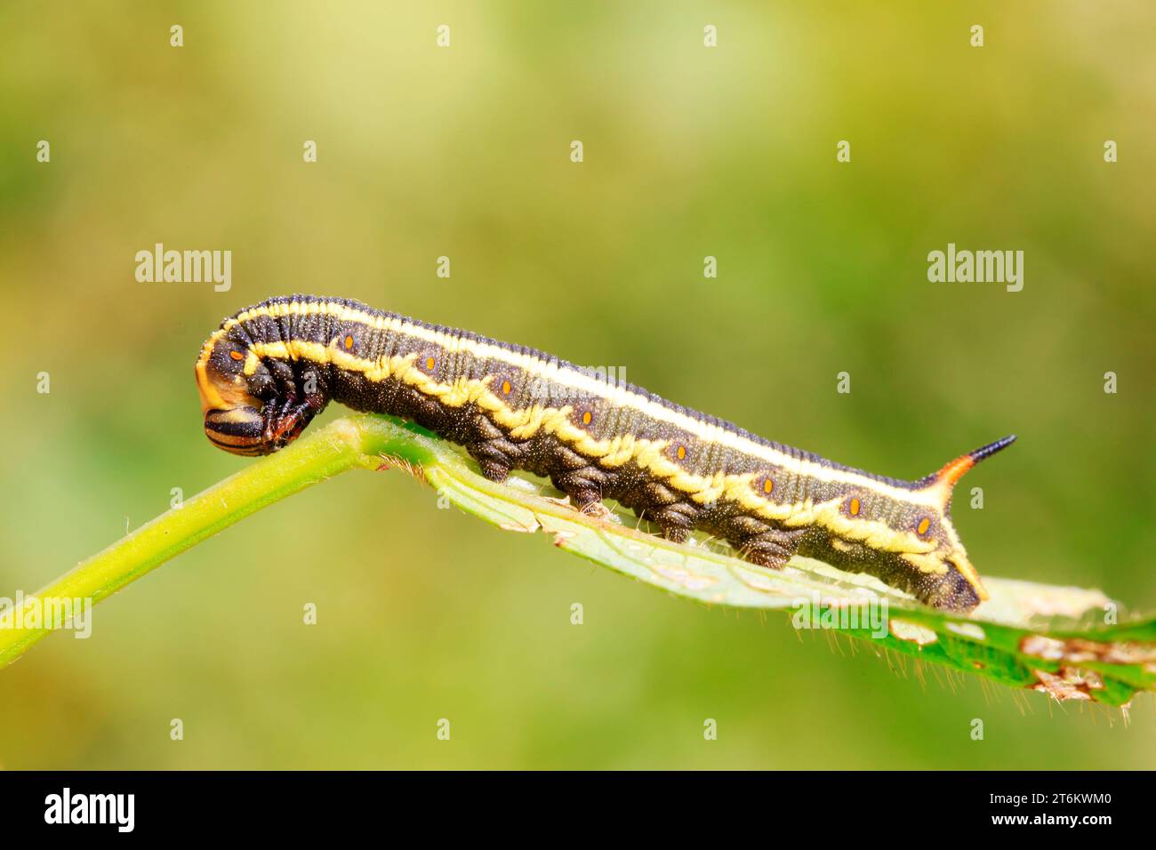 larve di falco su foglia verde in natura Foto Stock