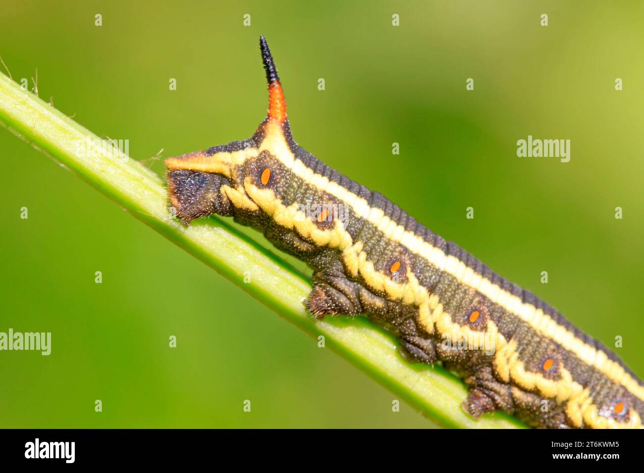 larve di falco su foglia verde in natura Foto Stock