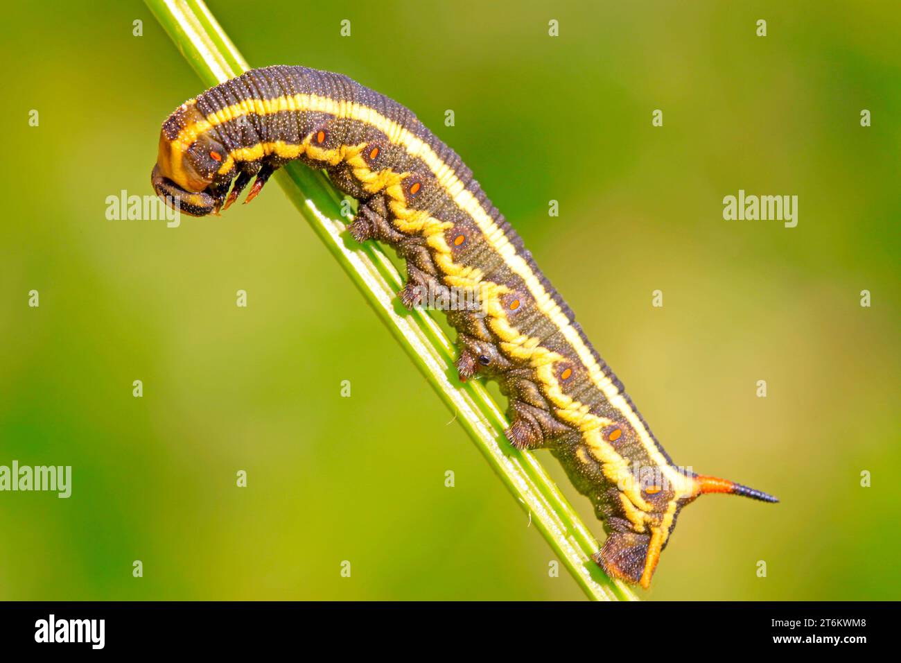 larve di falco su foglia verde in natura Foto Stock