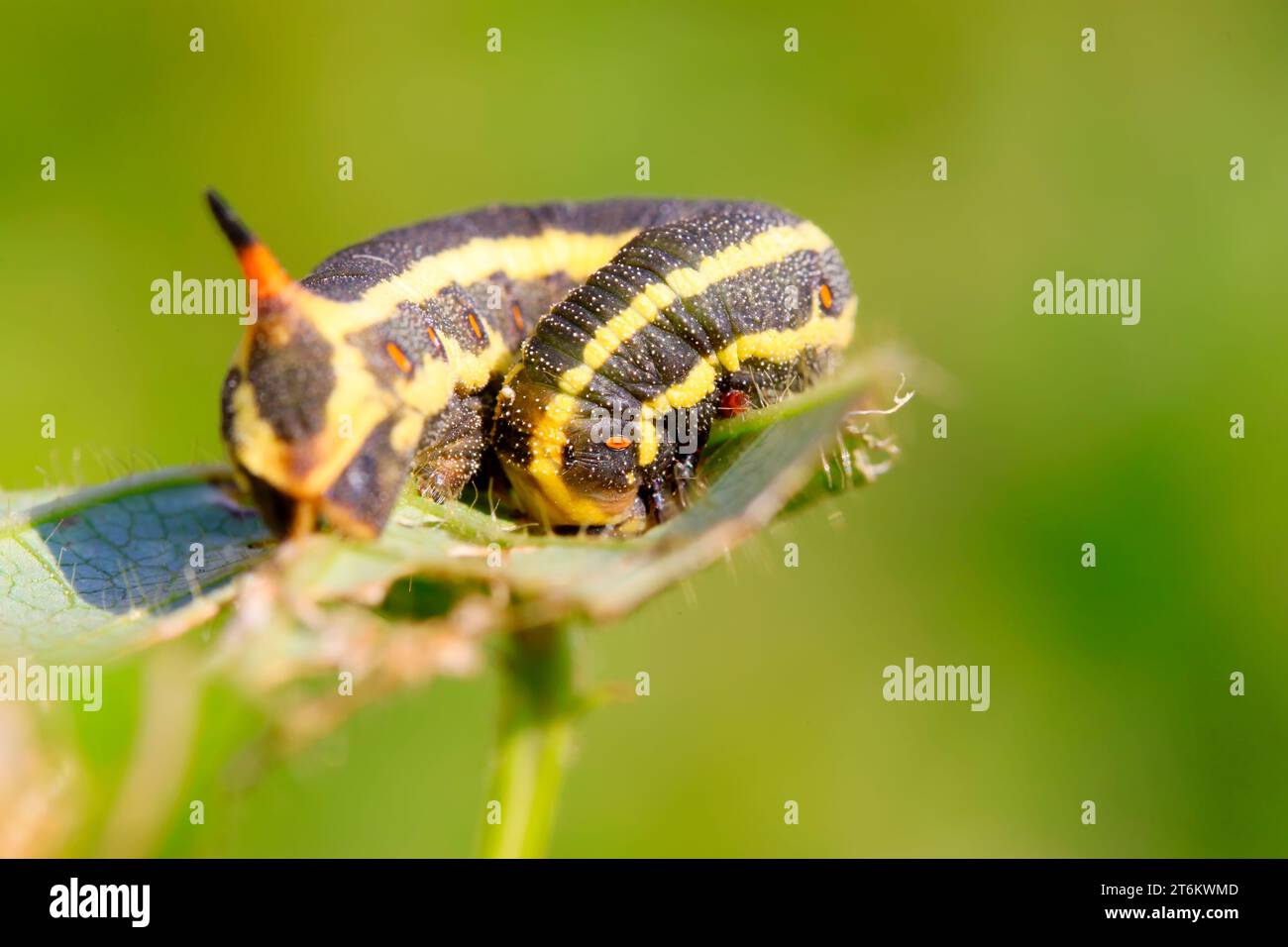 larve di falco su foglia verde in natura Foto Stock