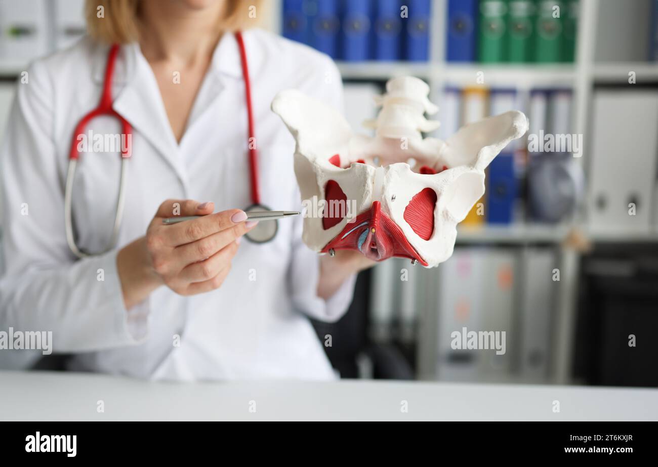 Il medico ginecologo tiene il modello delle ossa del pavimento pelvico Foto Stock