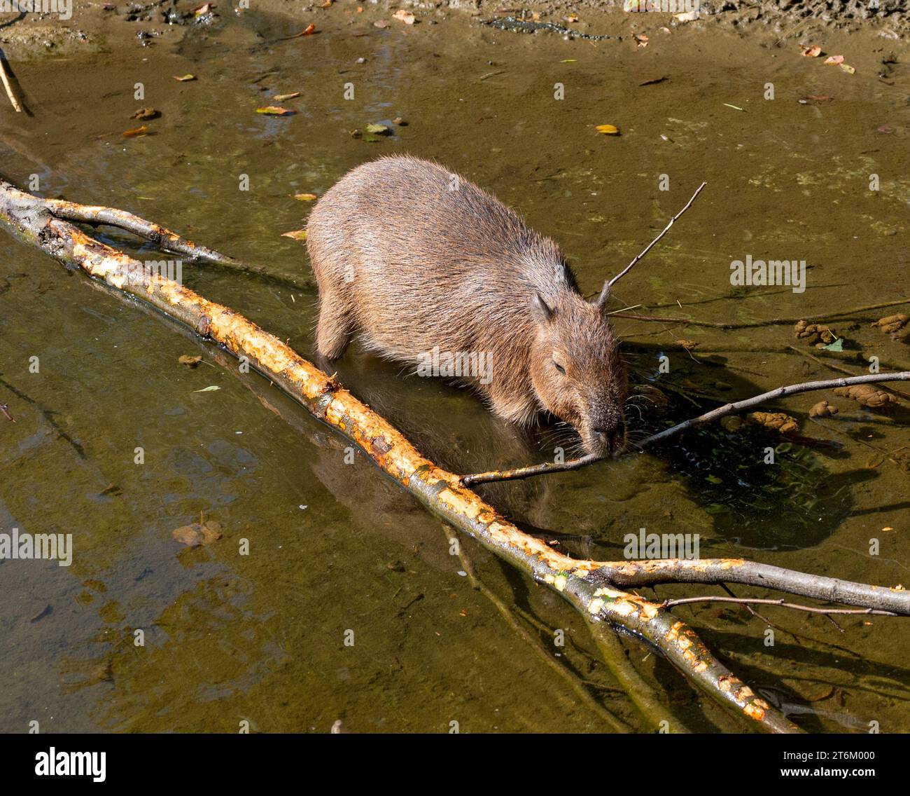 giovane capybara in piedi in uno stagno che si schizza su un ramoscello Foto Stock