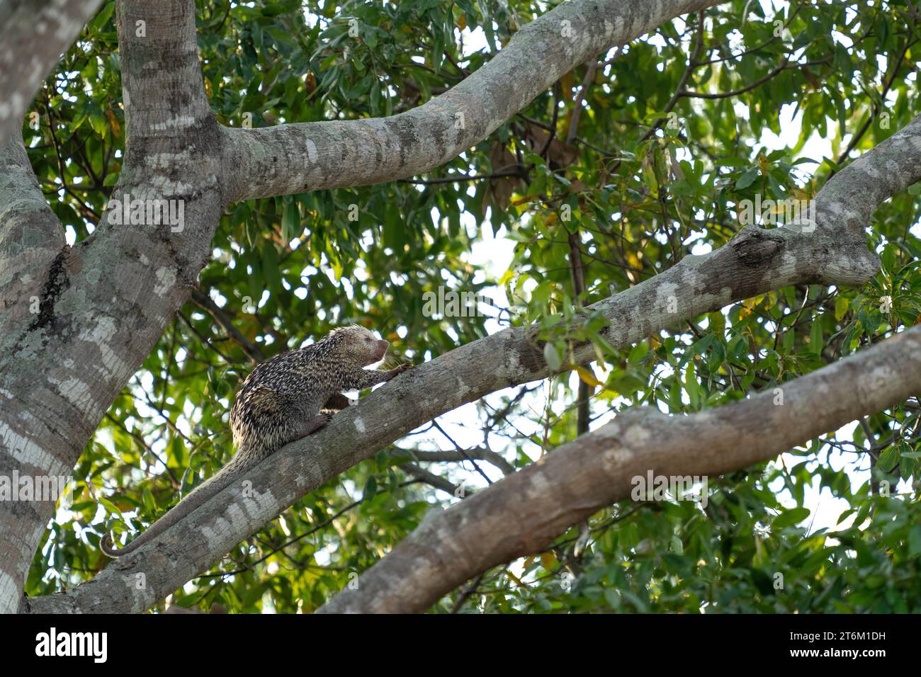 Porcospino brasiliano sull'albero nel Pantanal brasiliano (CTK Photo/Ondrej Zaruba) Foto Stock