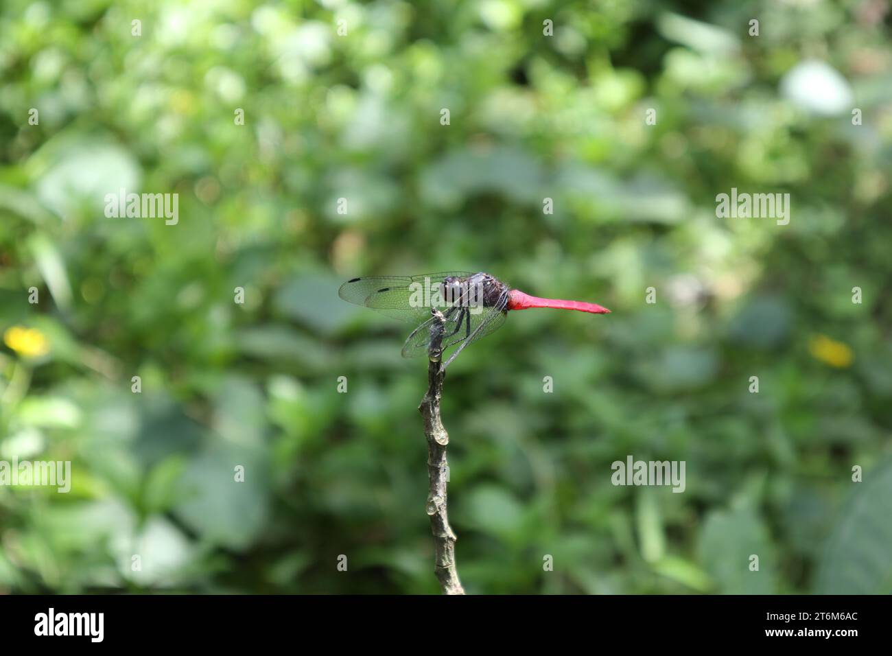 La vista laterale parallela di una libellula di falco cremisi (Orthetrum Pruinosum) si trova sulla sommità di una punta a stelo secco elevata in un prato Foto Stock