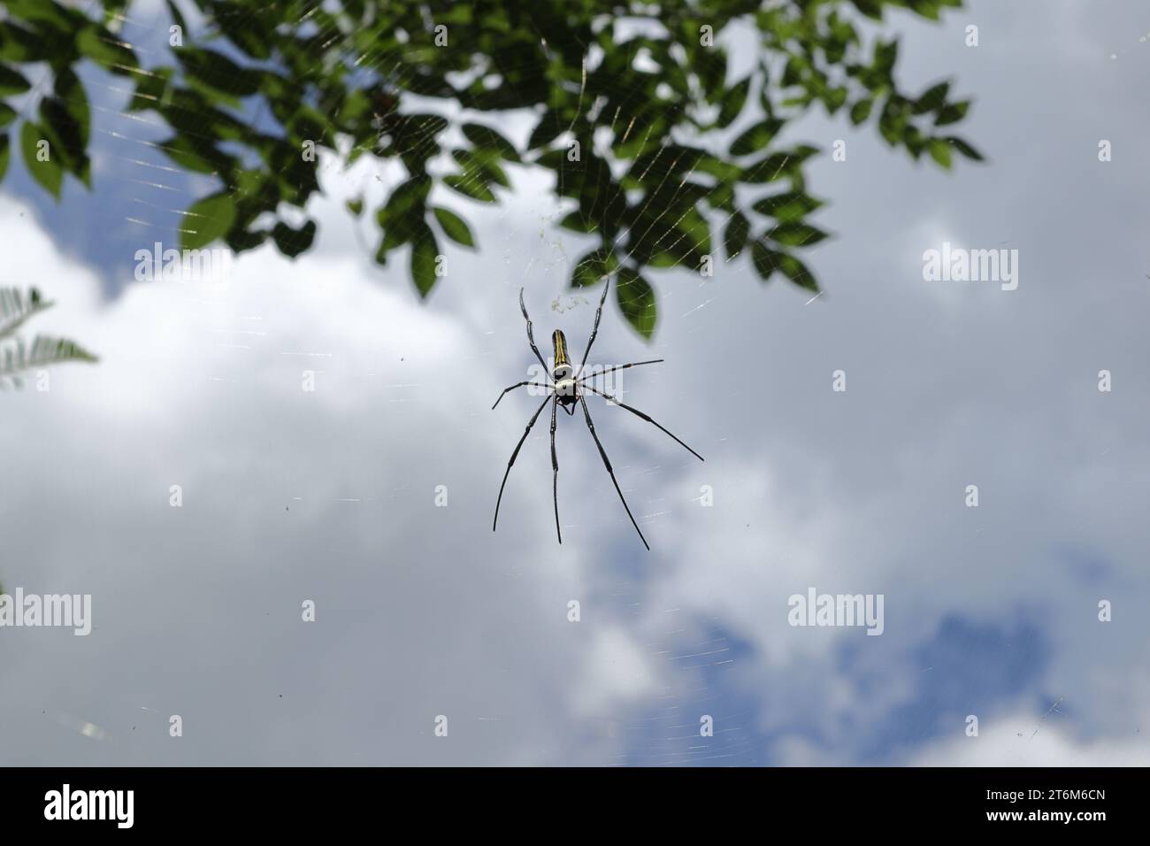 Sotto la vista frontale di un tessitore gigante d'oro (Nephila Pilipes) è seduto sulla sua rete di ragno, sotto il cielo blu nuvoloso Foto Stock