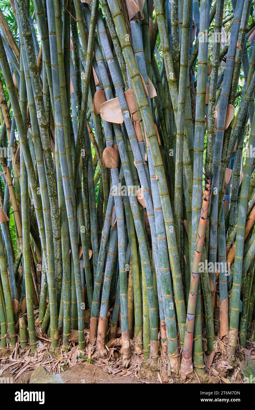 Enormi alberi di bambù all'interno del giardino delle spezie, Mahe, Seychelles Foto Stock