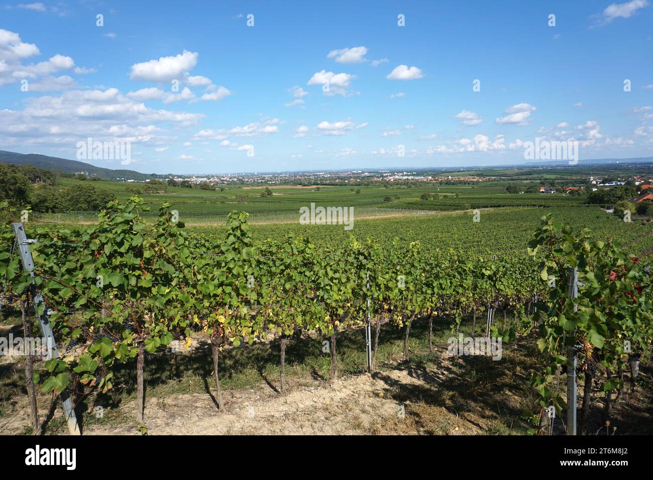 Vista dai vigneti a Gumpoldskirchen Foto Stock