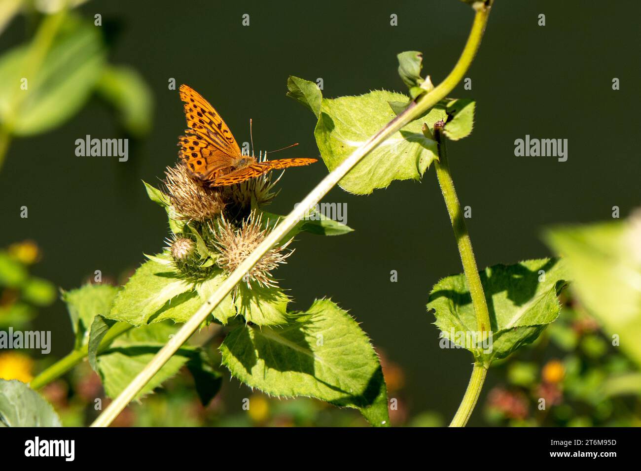 farfalla del mantello imperiale seduto su fiore primo piano macro Foto Stock