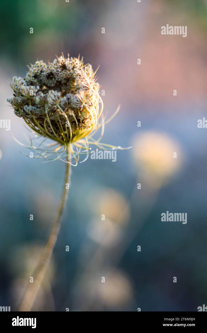 Una carota selvatica essiccata, conosciuta anche come carota selvatica europea, nido di uccelli, pizzo vescovo e pizzo della regina Anna. Sfondo sfocato. Daucus carota Foto Stock