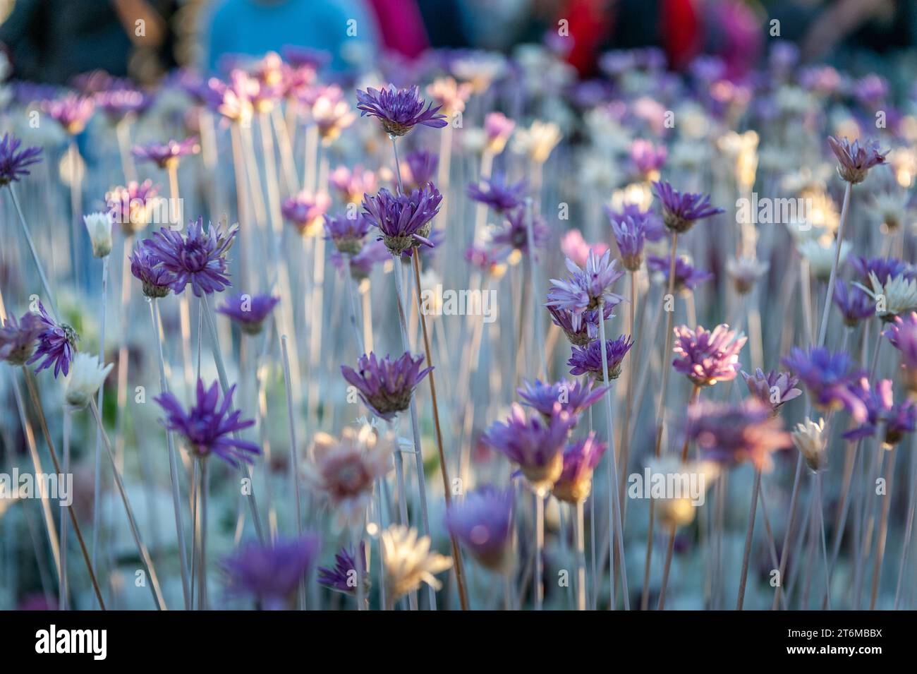 Tappeto floreale di fiori bianchi e viola. Sfondo floreale di fiori secchi. Foto Stock