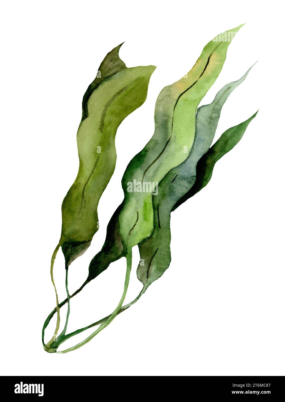 Illustrazione ad acquerello di alghe marine verdi sott'acqua. Disegno della laminaria sottomarina su sfondo bianco isolato. Schizzo di flora marina per cosmetici Foto Stock
