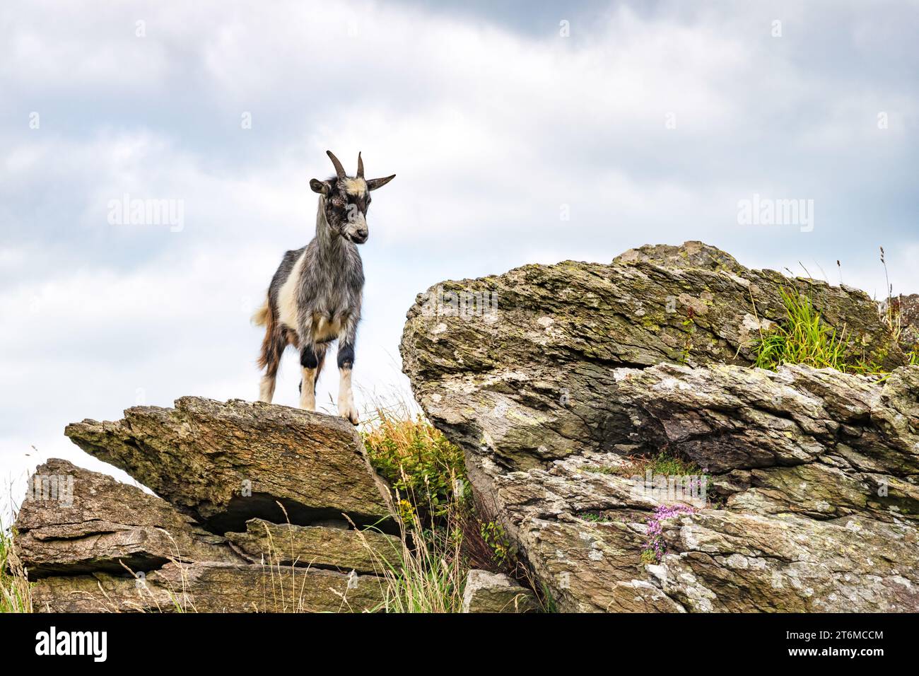 Capra selvatica alla Valley of Rocks, Lynton, Devon settentrionale, Regno Unito. Foto Stock