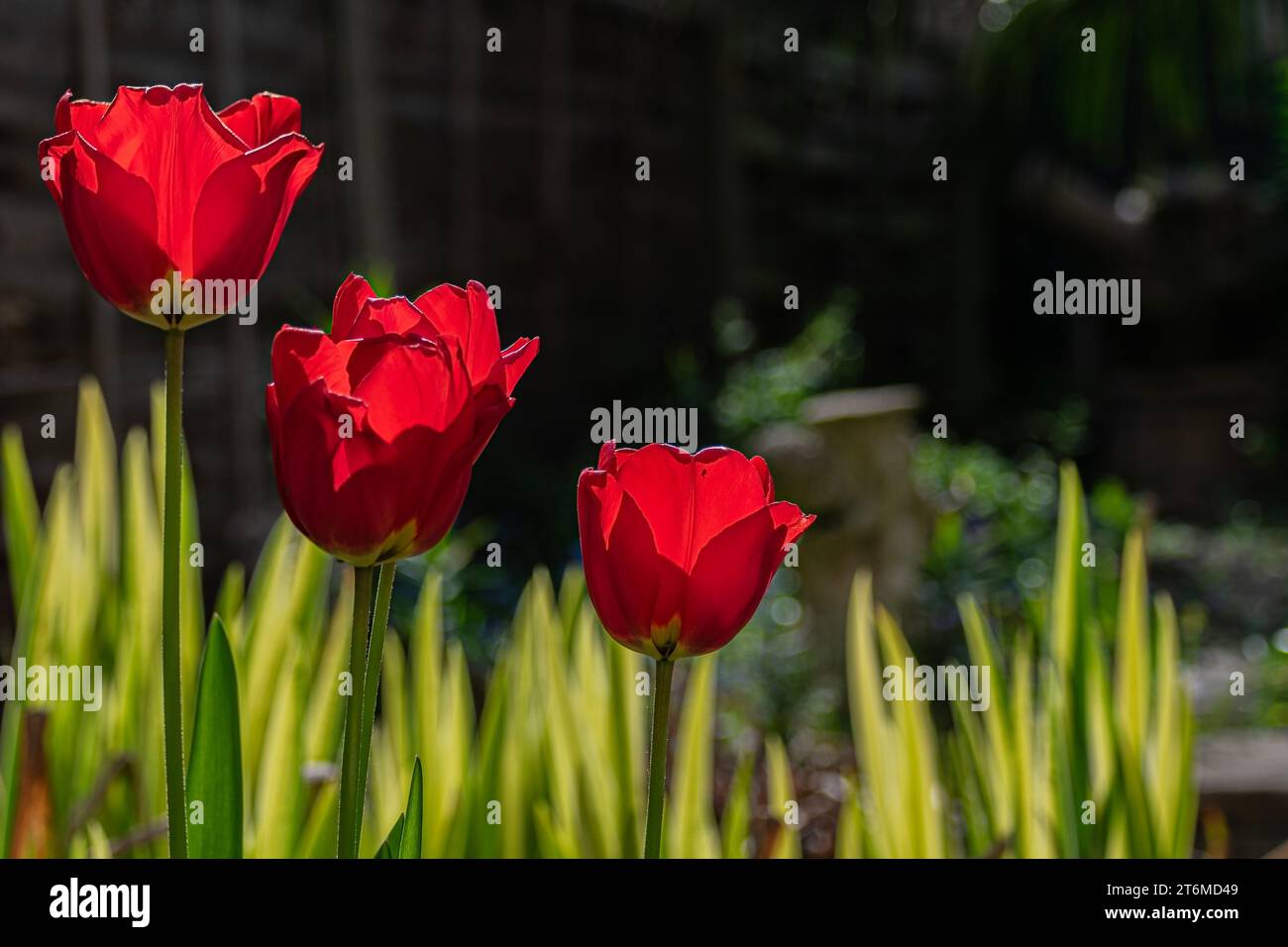 I tulipani rossi fioriscono in primavera nel giardino di casa con uno sfondo domestico. Foto Stock