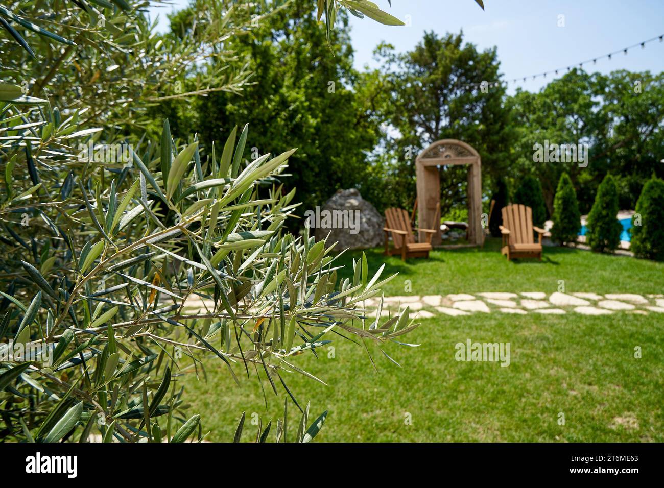 Ramo d'oliva in primo piano. Messa a fuoco selettiva. Una scena in natura per il tuo progetto. Foto Stock