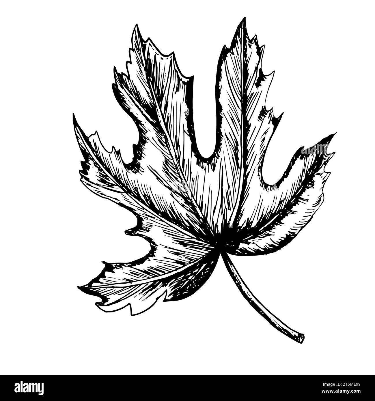 Illustrazione con inchiostro bianco e nero disegnato a mano. Foglia di fico da combinare con fid fruit in qualsiasi lavoro di progettazione. Illustrazione vettoriale Foto Stock