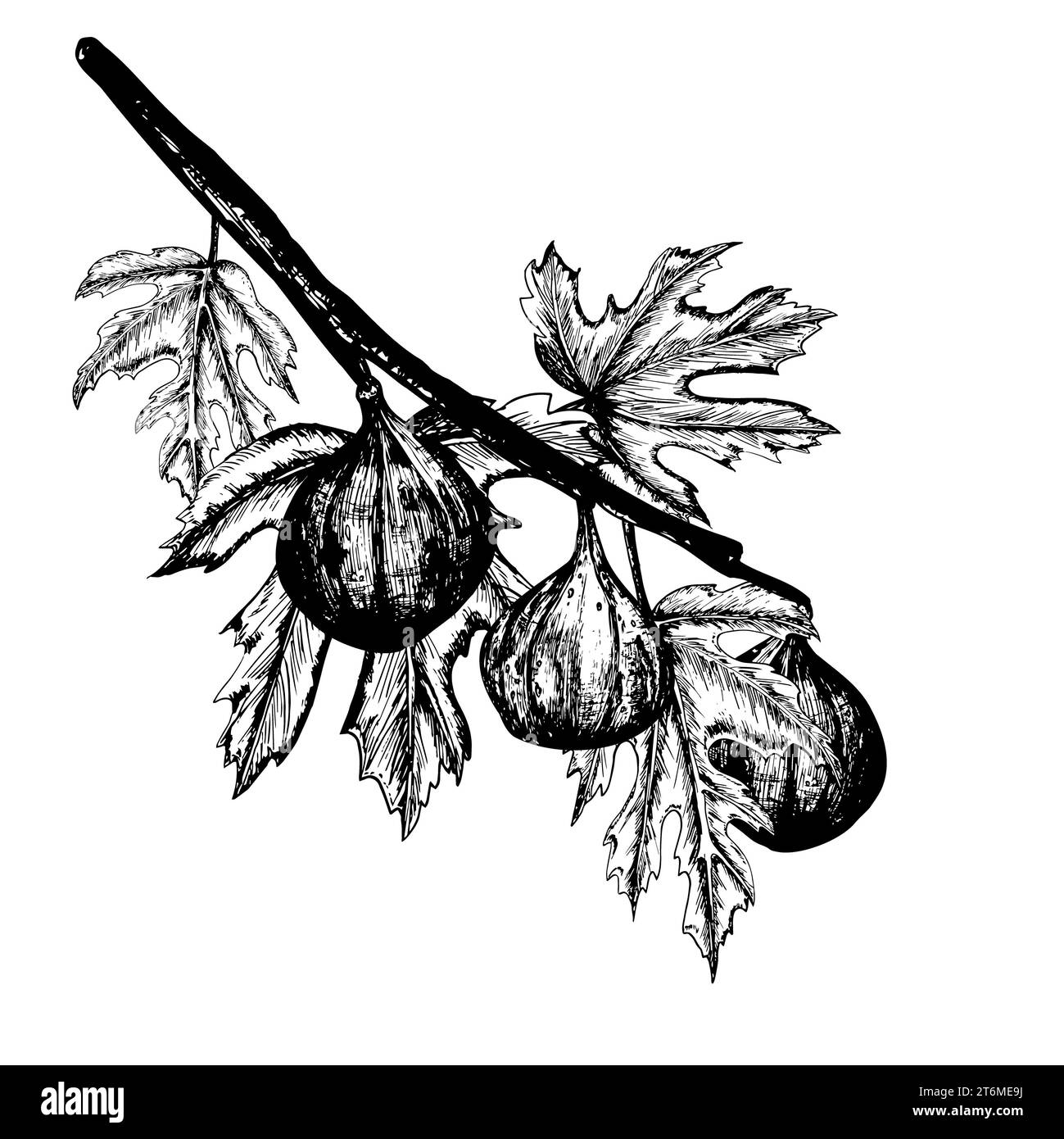 Illustrazione con inchiostro bianco e nero disegnato a mano. Un ramo di fichi e foglie freschi e maturi. Illustrazione vettoriale Foto Stock