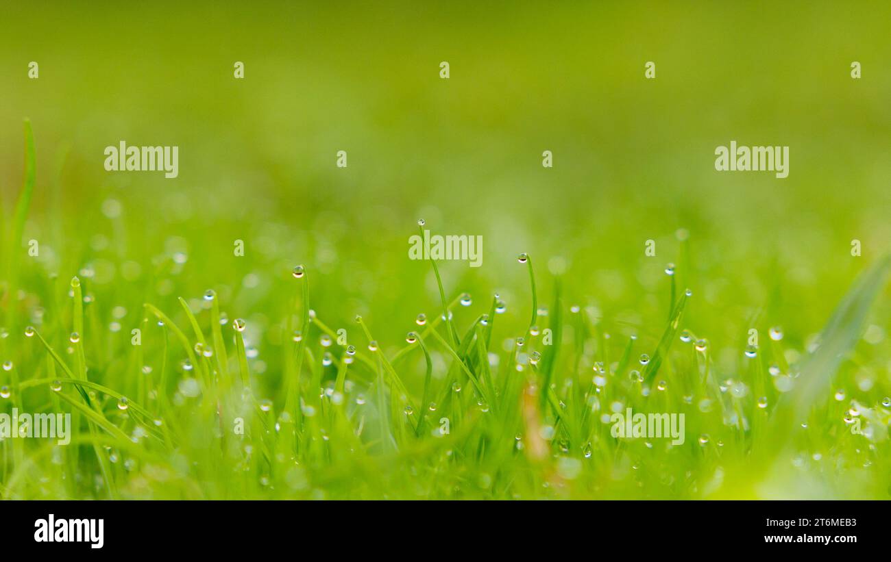 Erba con gocce d'acqua dopo la pioggia, dettagli della natura, sfondo con colori verdi. Foto Stock