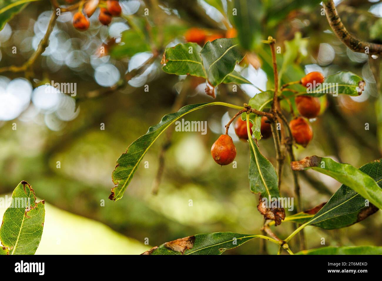 Piante in natura, all'aperto, legno di formaggio australiano. Foto Stock