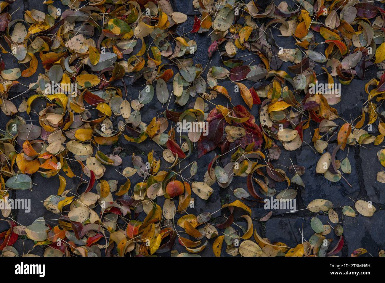 Colorate foglie autunnali su ciottoli Foto Stock